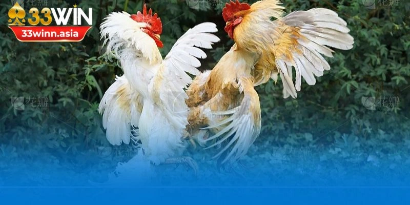 33WIN cung cấp đa dạng các hình thức đá gà