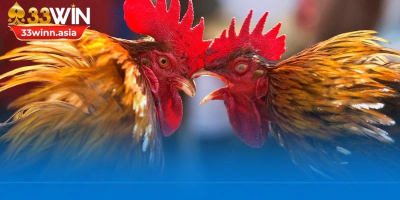 Cách chăm sóc gà chọi giữ vai trò then chốt trong khả năng chiến đấu