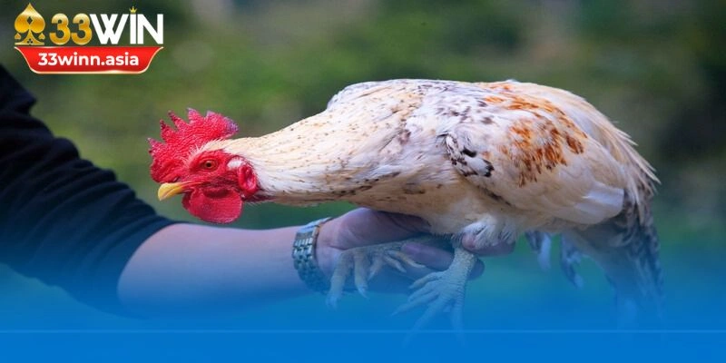 cách chăm sóc gà chọi