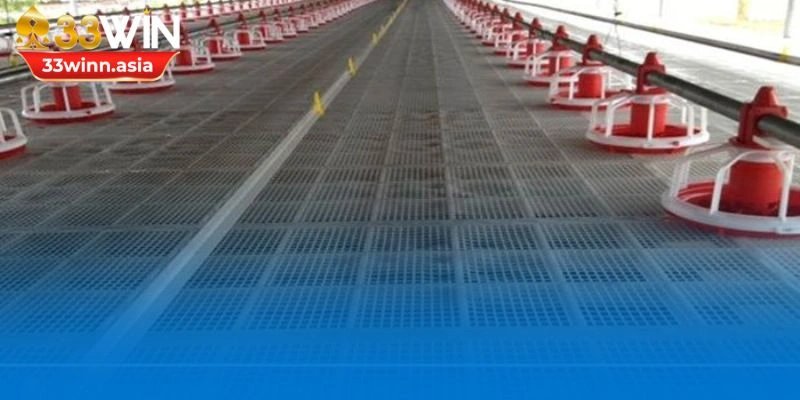 Cần lựa chọn vật liệu lót chuồng phù hợp giảm nguy cơ bệnh tật