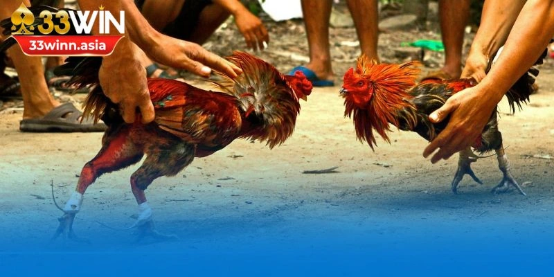 Đá gà trực tiếp giúp bạn hòa mình vào không khí sôi động