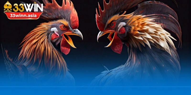 Đá gà trực tiếp