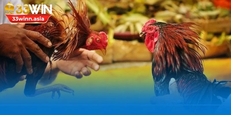 Đánh giá thể trạng của từng chiến kê