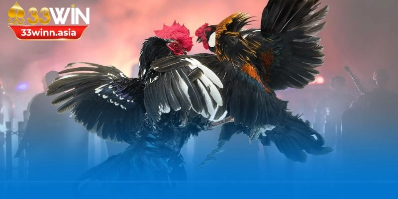 Đấu trường sở hữu nhiều chiến kê xuất sắc