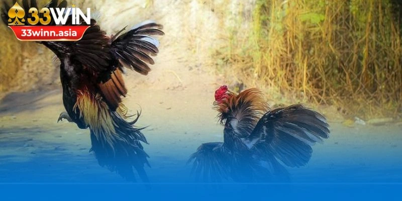 Thuật ngữ đá gà là tập hợp những từ chuyên dụng trong trận đấu