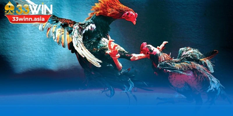 Tránh hiểu sai các thuật ngữ quan trọng trong đá gà